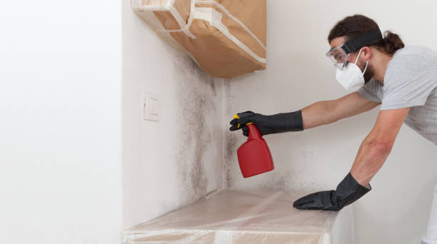 Professional Basement Mold Remediation technician working in Bellevue, KY
