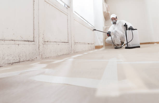 24/7 Emergency Basement Mold Remediation experts in Bellevue, KY