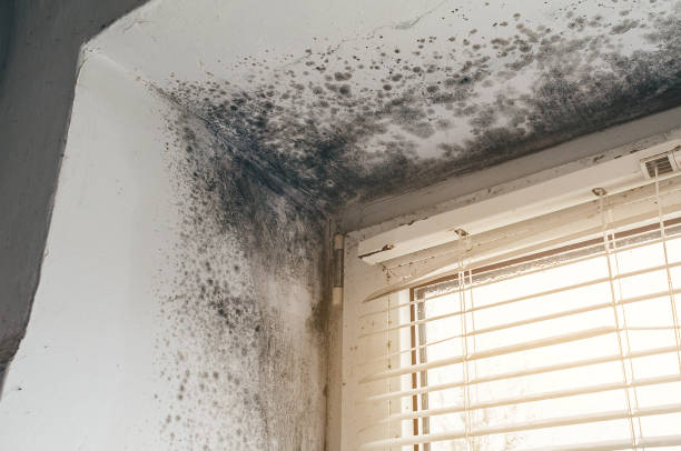 Affordable Basement Mold Remediation solutions in Bellevue, KY