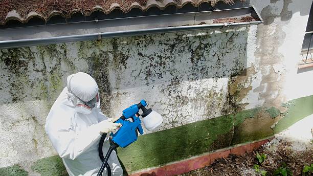 Top rated local Basement Mold Remediation specialists in Bellevue, KY